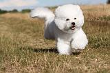 BICHON FRISE 060